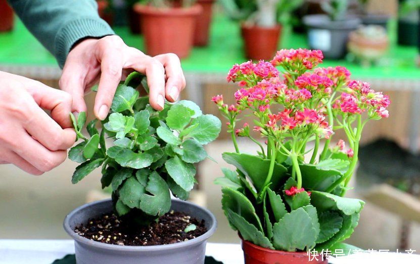 年后一定要逛花市，因为是“捡漏”的好时机，养花老手都会去溜达