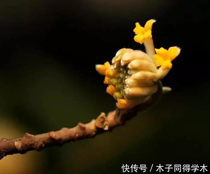 打结花!真漂亮啊!