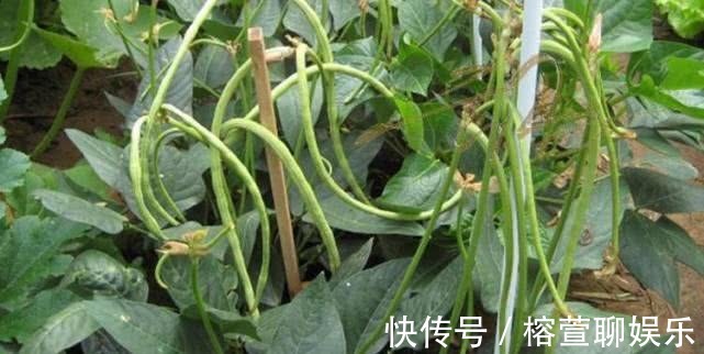 桌吃|一结就一串串，2根可以炒一盘，一个花盆种出来，45天上桌吃