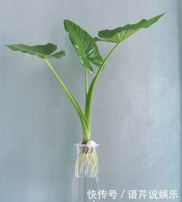 这种东西吃剩了不要扔,丢水里就能疯长,比滴水观音漂亮百倍