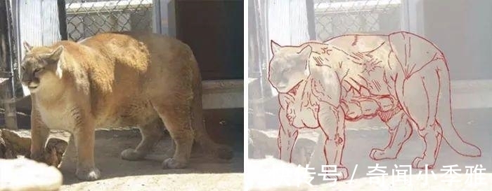 错觉!10个让人产生错觉的照片,被插画家涂抹几笔后,才能看懂