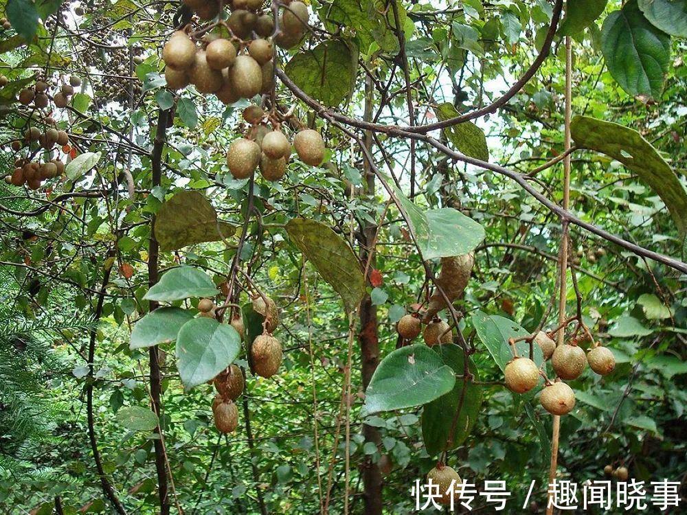 野果|这野果一熟就掉，9月满山都是，一次摘几百斤，农民翻山越岭采摘