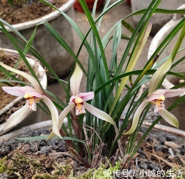 5种花扔外头，越下雨开得越好，超漂亮！5种花扔外头，越下雨开得越好，超漂亮！