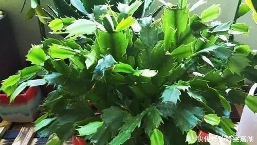 蟹爪兰,7、8月要“静养”,3件事别做,不然叶子薄又红