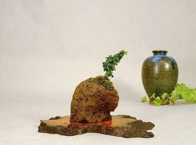 山野草，也高雅！