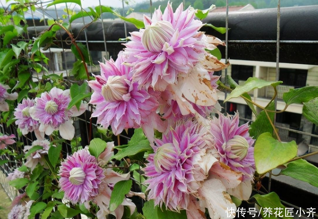 好多人喜欢养铁线莲，教你“爆花”小秘诀，一定不能“太抠”