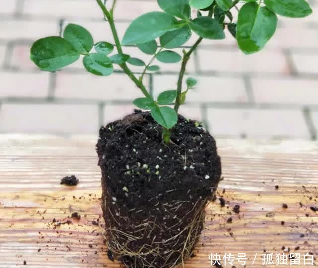 病弱苗|月季新苗、病弱苗这样养护,很快恢复生长,开花又香又多