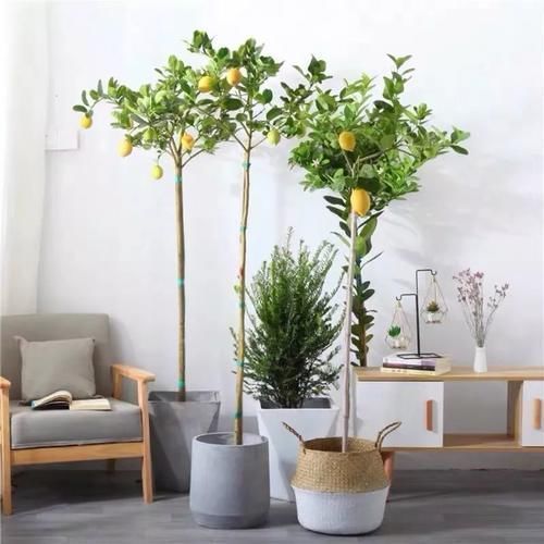 想让家里“病菌”少,就养五种植物,漂亮又好养!