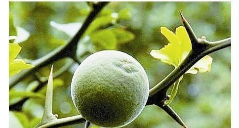 张医师|每天坚持吃三种食物,美容养生、滋润肌肤,好吃又不贵!