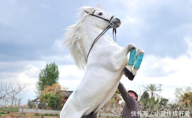 历史上四大名马:第一种被尊为国宝,第三种远看还以为是头狮子!