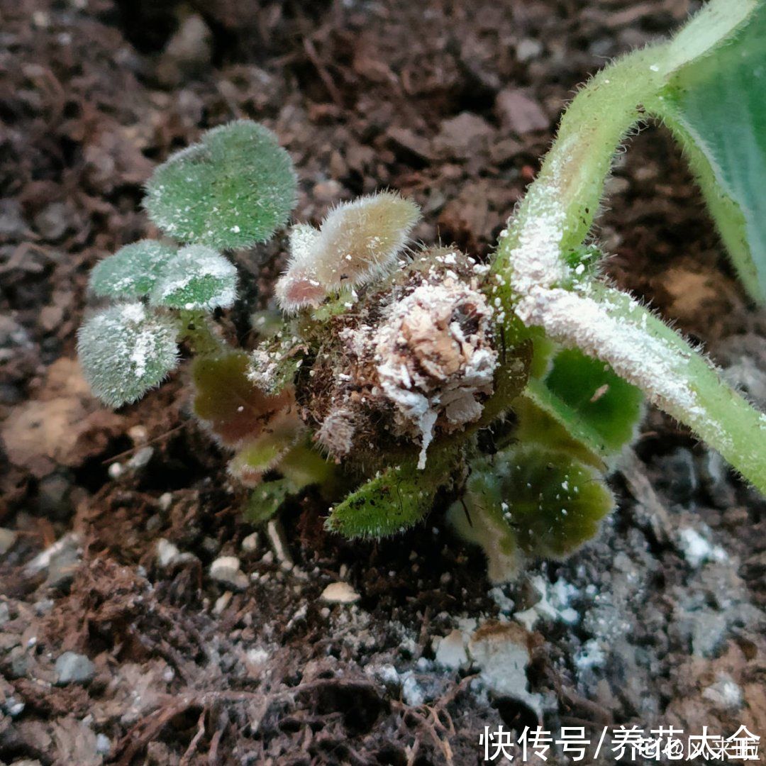 仙人球|9种花最怕下雨天，一淋雨就死，太心疼了