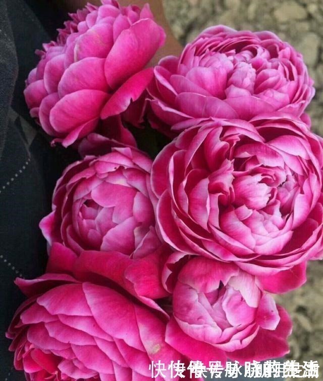 花卉|这花开得太漂亮了，简直就是神仙颜值，难怪大家称它为“妖花”！