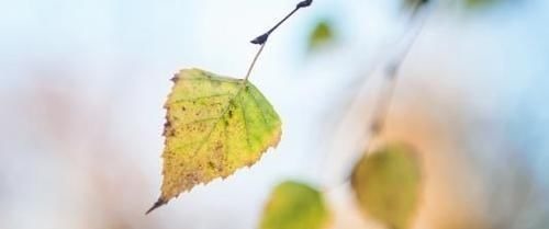 农历|阴历哪几天出生的孩子,是上等命,孝顺又有出息,早晚出人头地