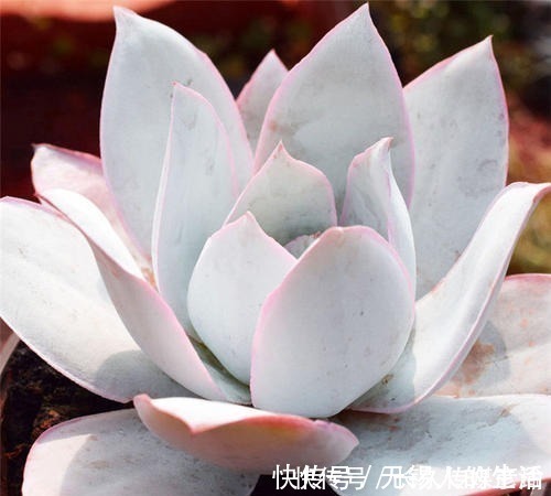 养护|6款白色系多肉，高雅纯净养护简单，仙气十足谁见了都夸美！