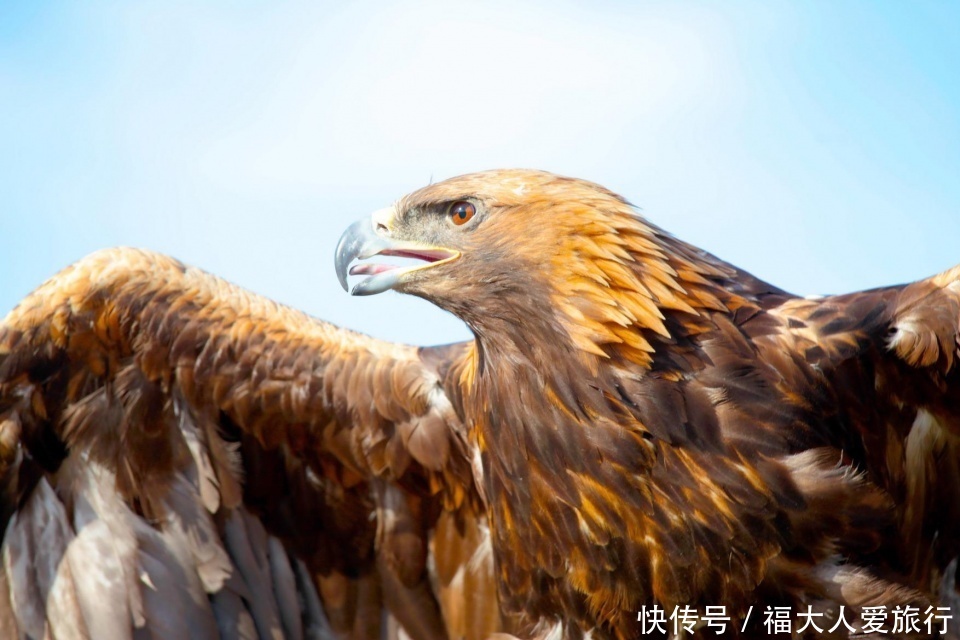 草原|自驾游新疆，探访驯鹰人：天山草原上的好猎手是怎样炼成的？