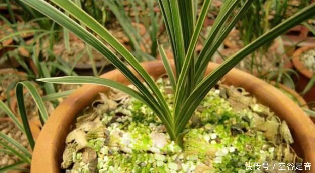 烂根|养兰花,盆底垫上5种材料,根系长得好,不烂根不黄叶