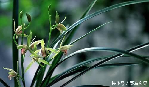 养兰花养护不当容易烂根，花苞也枯萎，一招教你“解决”