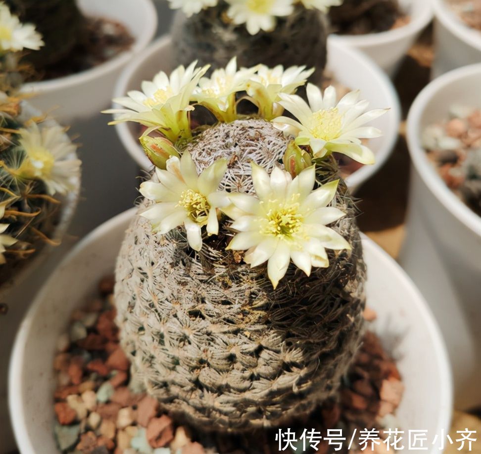 仙人球刺扎人,“拽掉”行不行?剪可以,拽不行