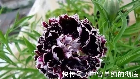 夜皇后|盘点:20种世界上最黑的花,黑的美,黑的妙,黑的呱呱叫