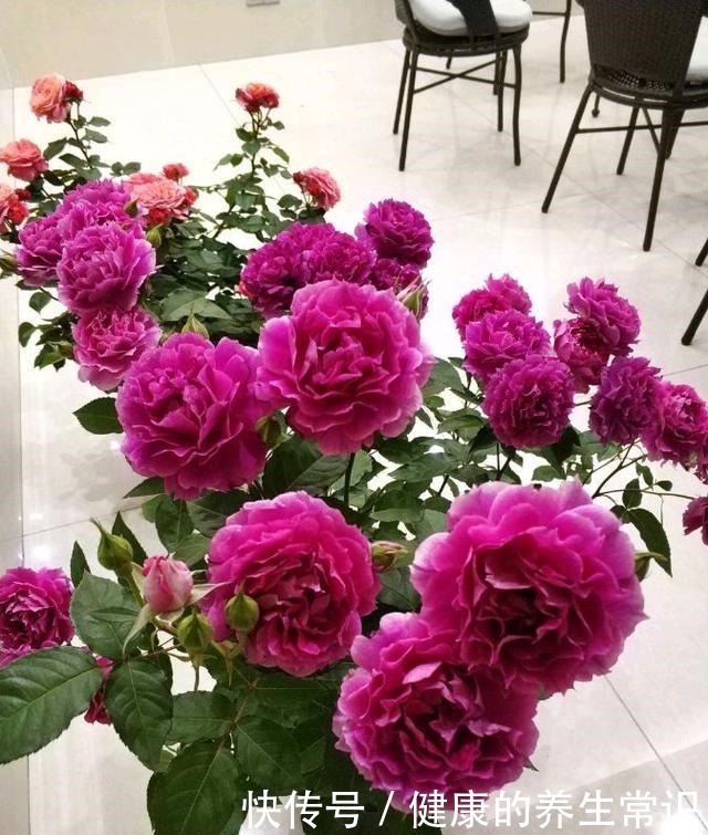 貌可比牡丹，香气胜兰花，四季有花开，这种盆栽花卉，很值得拥有！