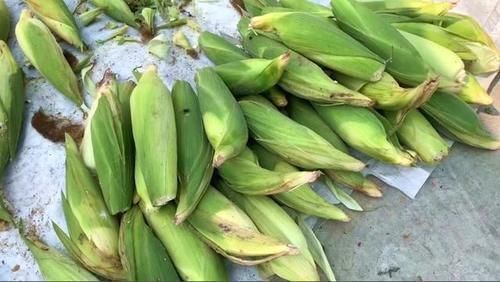 玉米皮|7月趁着玉米便宜，教您2个保存妙招，放一年都不坏，实用又省事