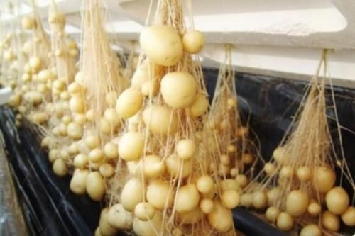 去进行食用|土豆发芽了没办法吃,但是却有大用处,别傻傻扔掉了