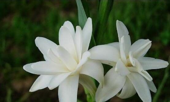 花市里的几种花，虽然好看，但是容易引起过敏要小心