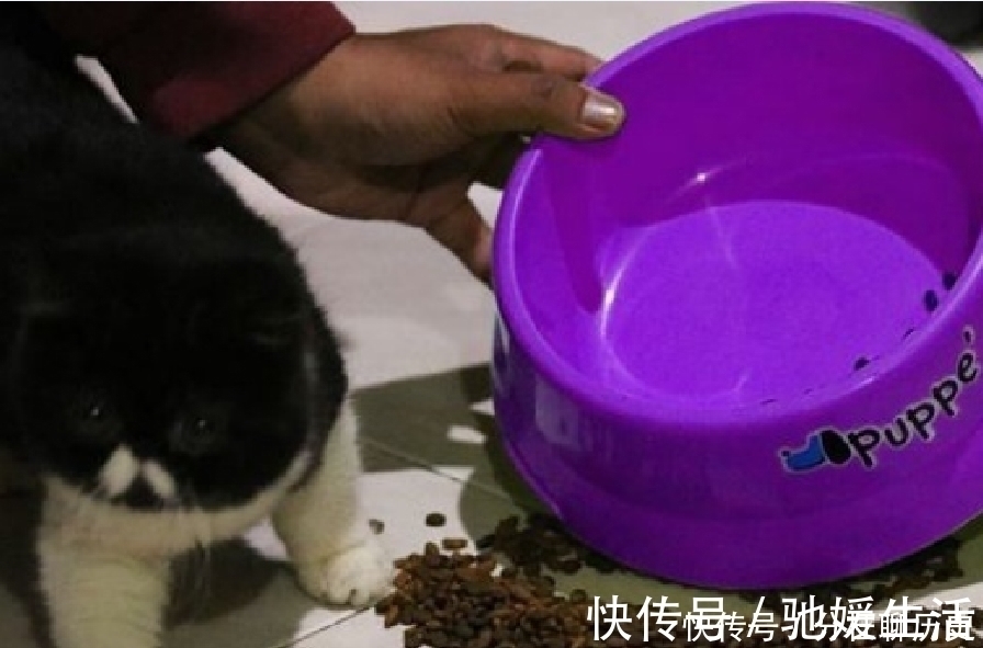 泰国|泰国小哥又出神操作,用猫粮盆cos女僵尸,两颗僵尸牙太抢眼