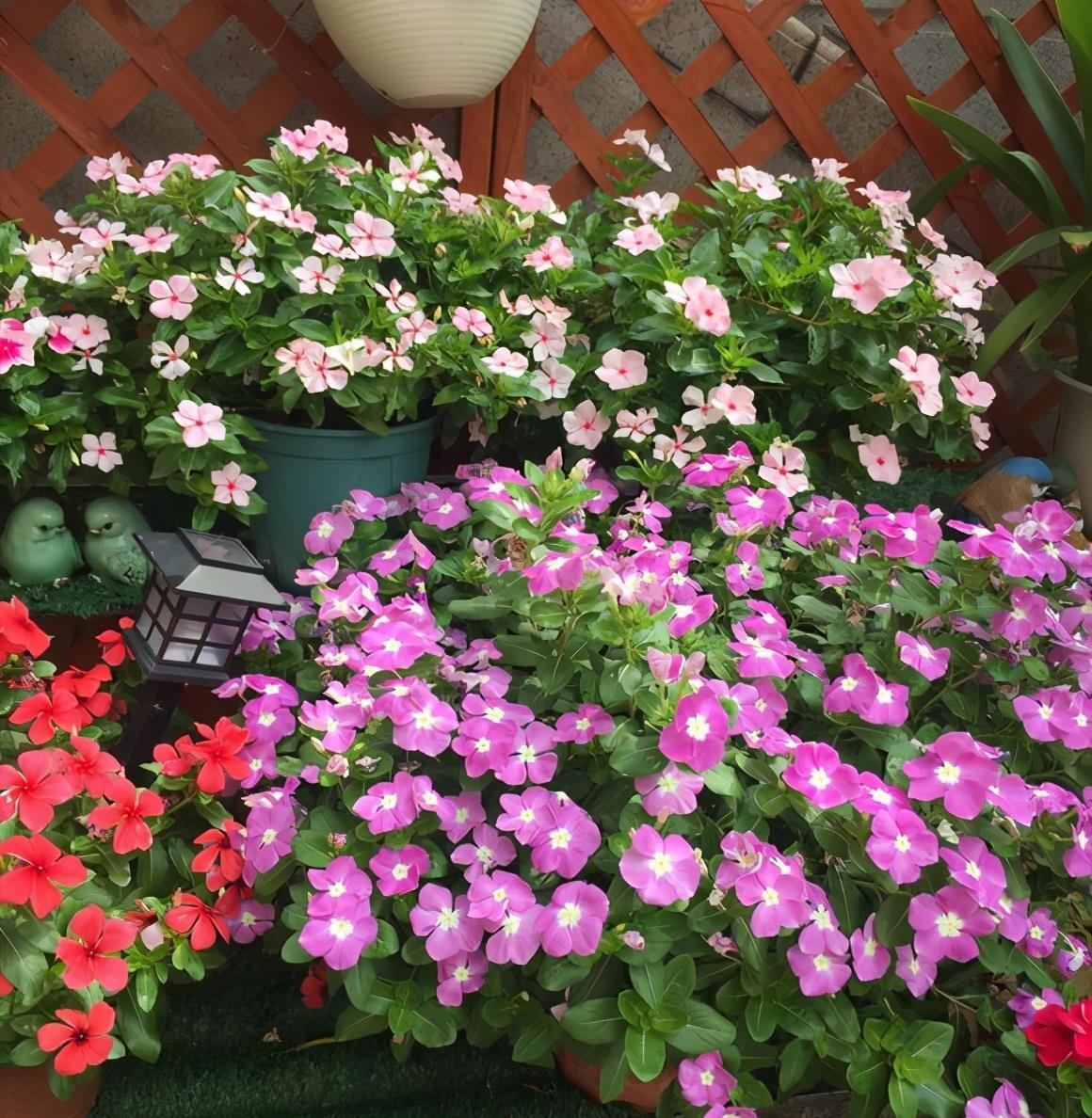 播种|7种“速生花”,现在丢土里,30天就长大,花香扑鼻真泼辣