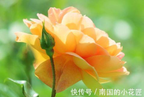 藤萝花|春节过后选这几款花,高颜值易成活,沾土就活,花型奇特美丽