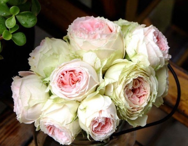 杜鹃花|月季花杜鹃花栀子花总是养不活教你一招,连开3个月!