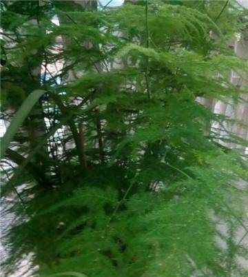 家里的文竹稀稀拉拉,真难看,用了这1东西,发疯的长,不黄叶