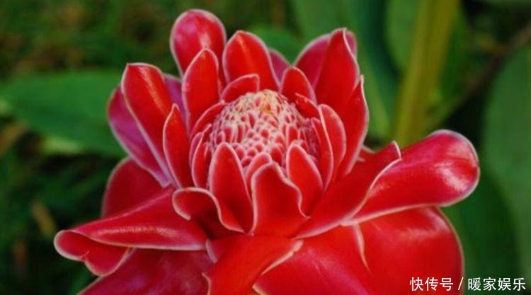 养人又旺财的“4种花”,满屋子飘香,漂亮又好养!