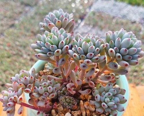 4种自带香味的多肉，窗台养一盆，满屋子飘香，你养过几种？