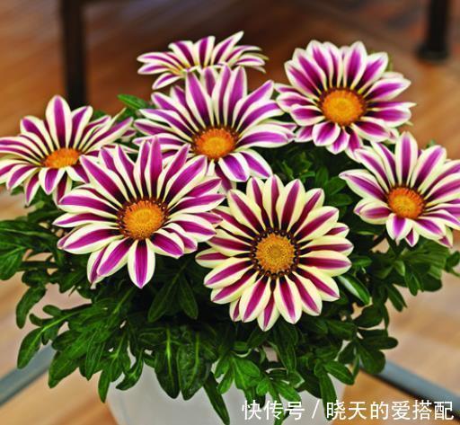 太阳光|冬季最容易养好的“4种花”，基本不用打理，整个冬天花开不断