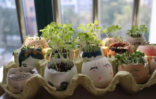 好好学习|变废为宝妙招:这么用鸡蛋壳,养花盆、肥全都有了