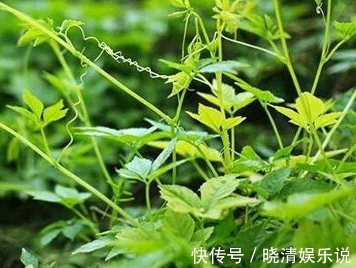 神仙草|农村称它为“神仙草”,用来泡茶价值珍贵,55元一斤难买到