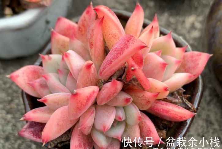 名字很酷的多肉ak玛利亚,颜色颇为小清新,养起来也是“乖宝宝”