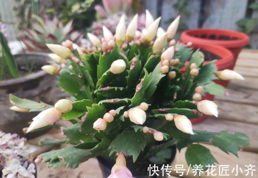 养分|如果蟹爪兰满头花苞,“6怕”要记住,让它开花爆盆,否则会落蕾