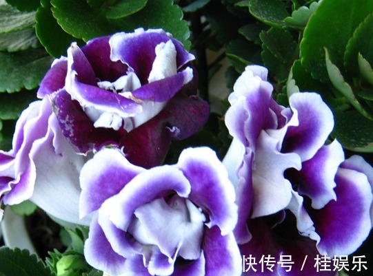 没有别的作用，只有好看的花，为什么很多人喜欢养