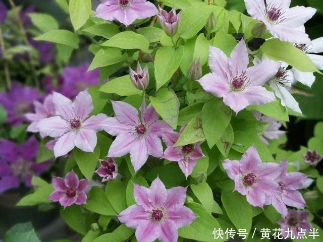 1种花现在剪，芽窜得更多，开出整面大花墙