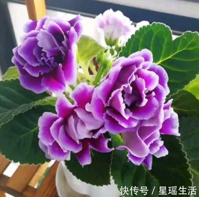 4种堪称开花王，一开就是300多天，每天都有漂亮花赏