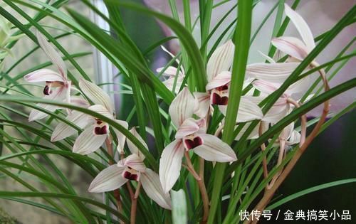 羊粪|什么淘米水、黄豆水都不如它，用来养兰花，新叶侧芽一起长