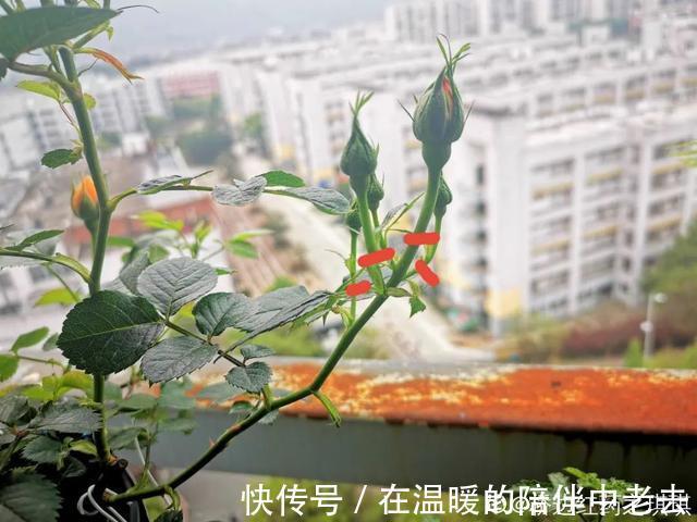 养花技巧公认难养的3种花,高手用经验告诉你,怎样快速开花