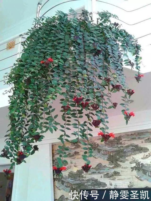 容易爆盆的“3种”吊兰,挂起来养在阳台,就像“绿窗帘”