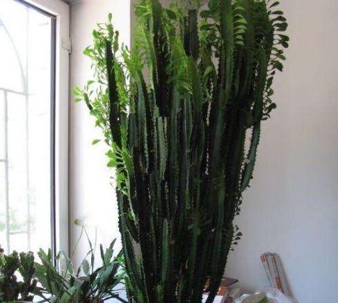 适合懒人养的“怪花”,1个月不浇水,反而还开花更猛了