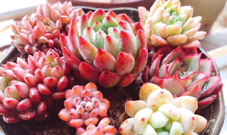 花友|“干养”多肉,需要掌握住哪些小技巧?