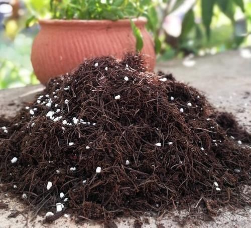 微酸性|一种“万能土”,养花的人抢着挖,养兰花、君子兰杠杠滴