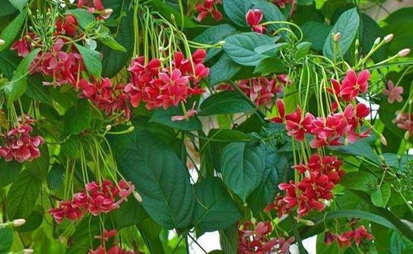 此花是花中极品良药,就像一个白衣天使,保护着众人的身体安康!