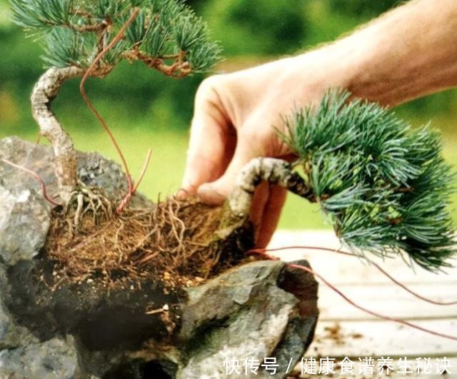 “岩石与树枝”一步步完美契合，叹服附石盆景的魅力无人能挡！